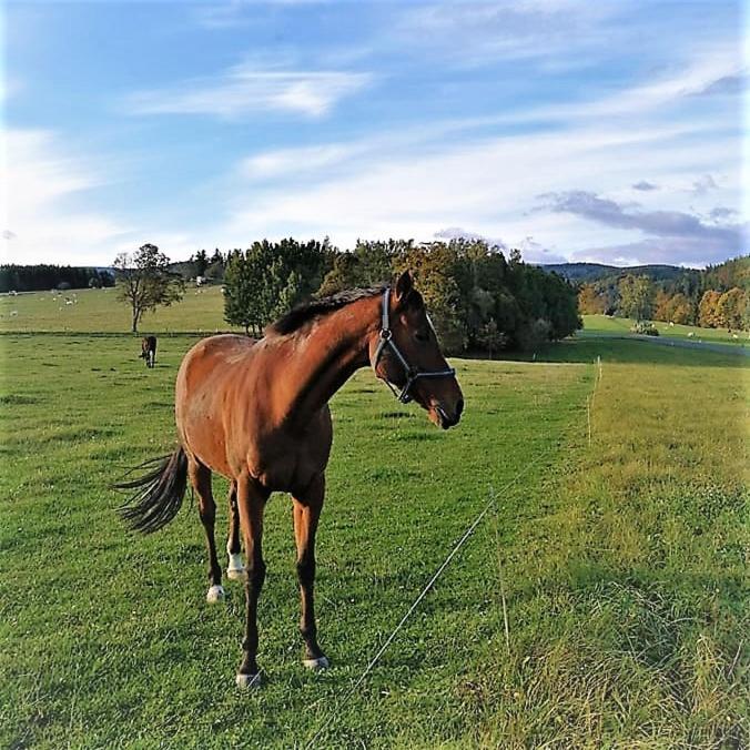 Chata Roubenka - Jesenka Dolní Moravice Exterior foto